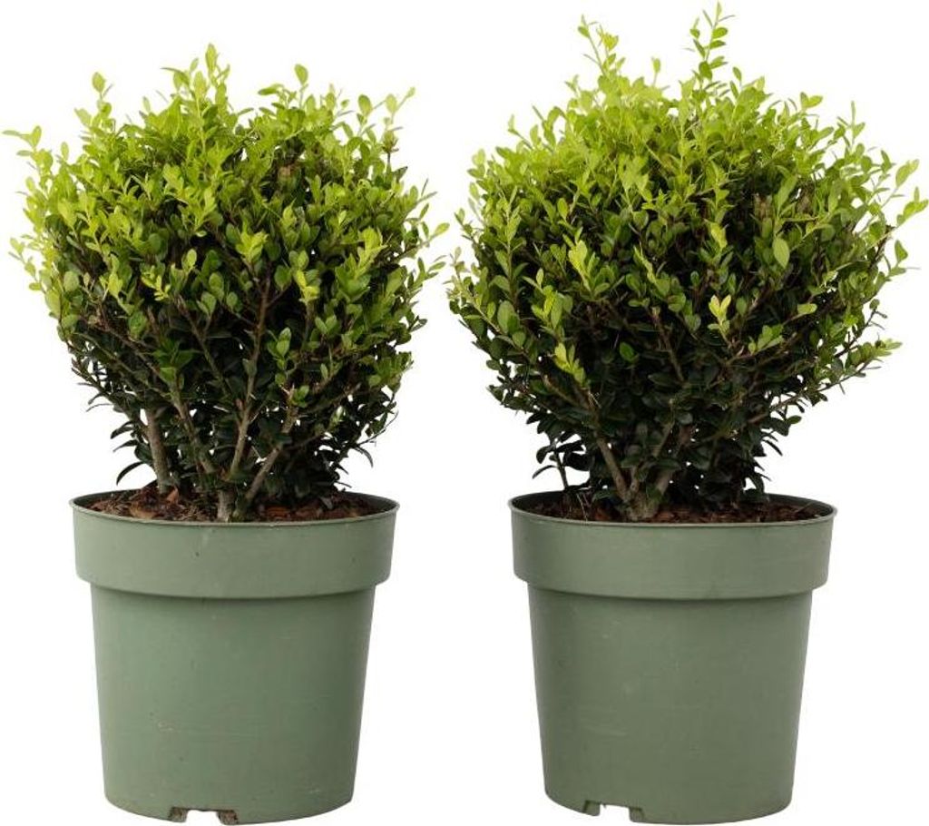 Japanische Stechpalme - 2 Stk - Ilex crenata 'Jenny' - Höhe 30-40cm - 17cm