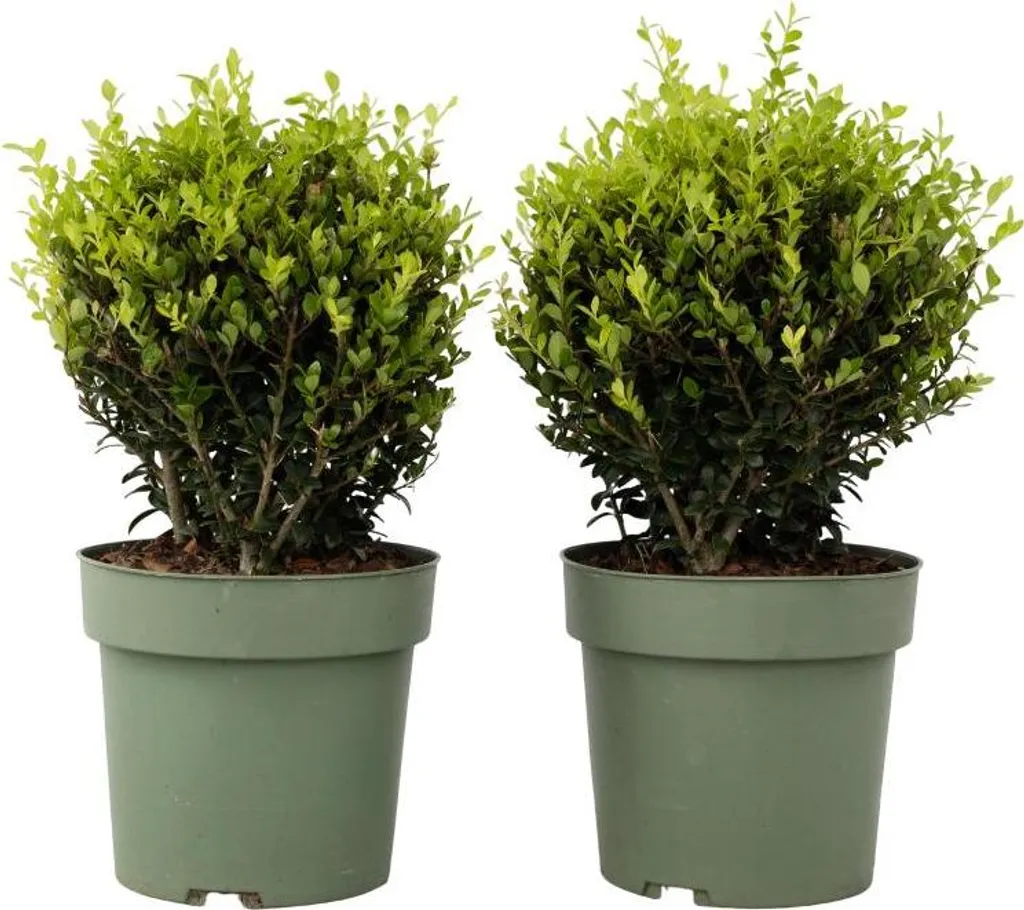 Alternative buis Ilex crenata 'Jenny' 30-40cm - Houx sans pyrale 17cm