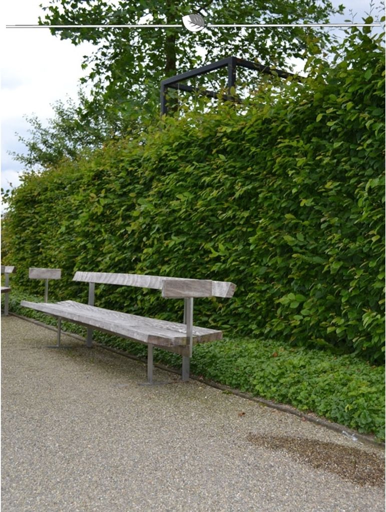 Hainbuche Carpinus betulus 125-150 cm Wurzelnackt, 80x Heckenpflanze