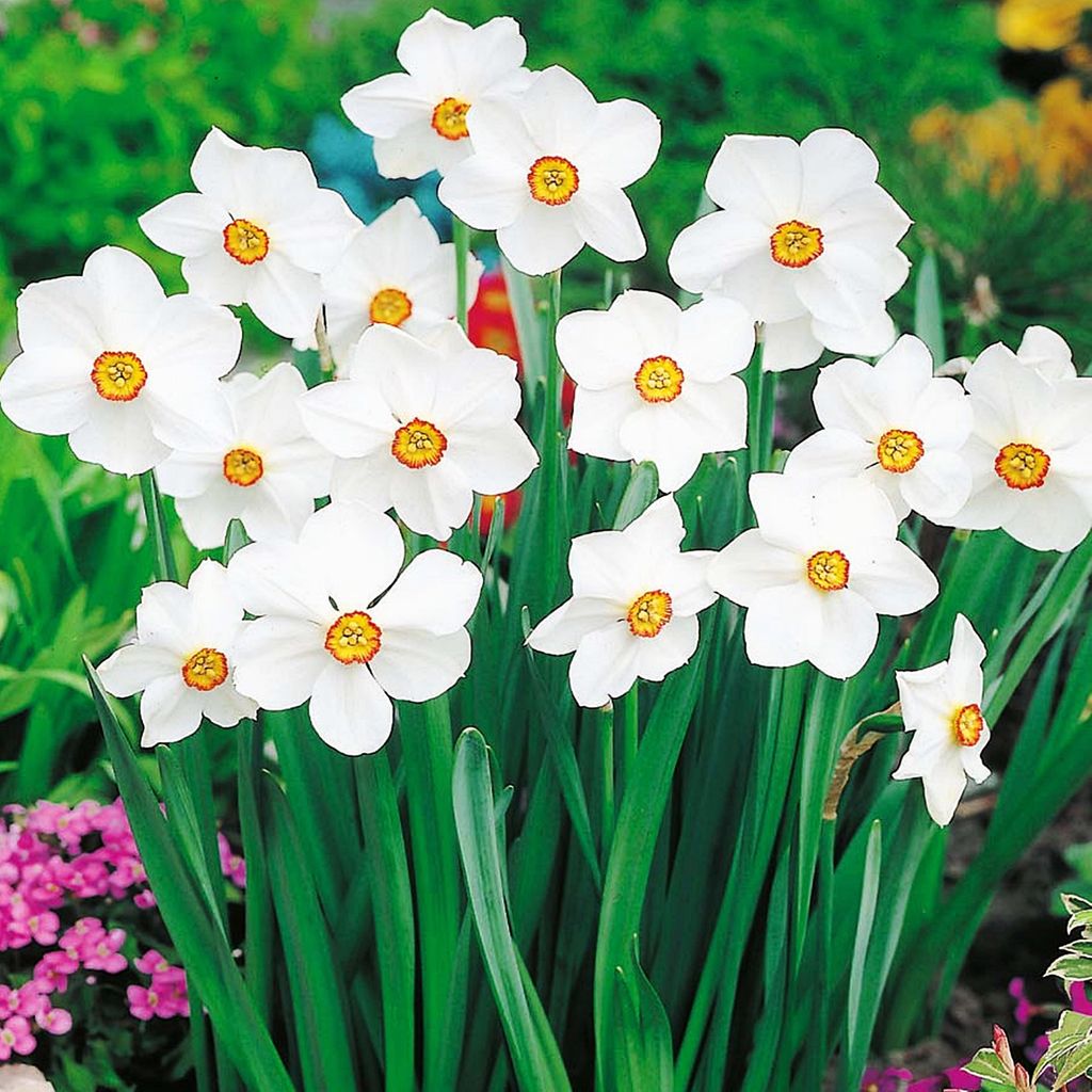 Narcisses Bulbes de fleurs Fleurs Narcisse botanique Actaea Image du produit 