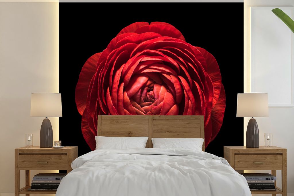 MuchoWow Fototapete für Wohnzimmer oder Schlafzimmer Wandtapete Vinyl Motivtapete Eine Nahaufnahme einer roten Butterblume auf schwarzem Hinterg...