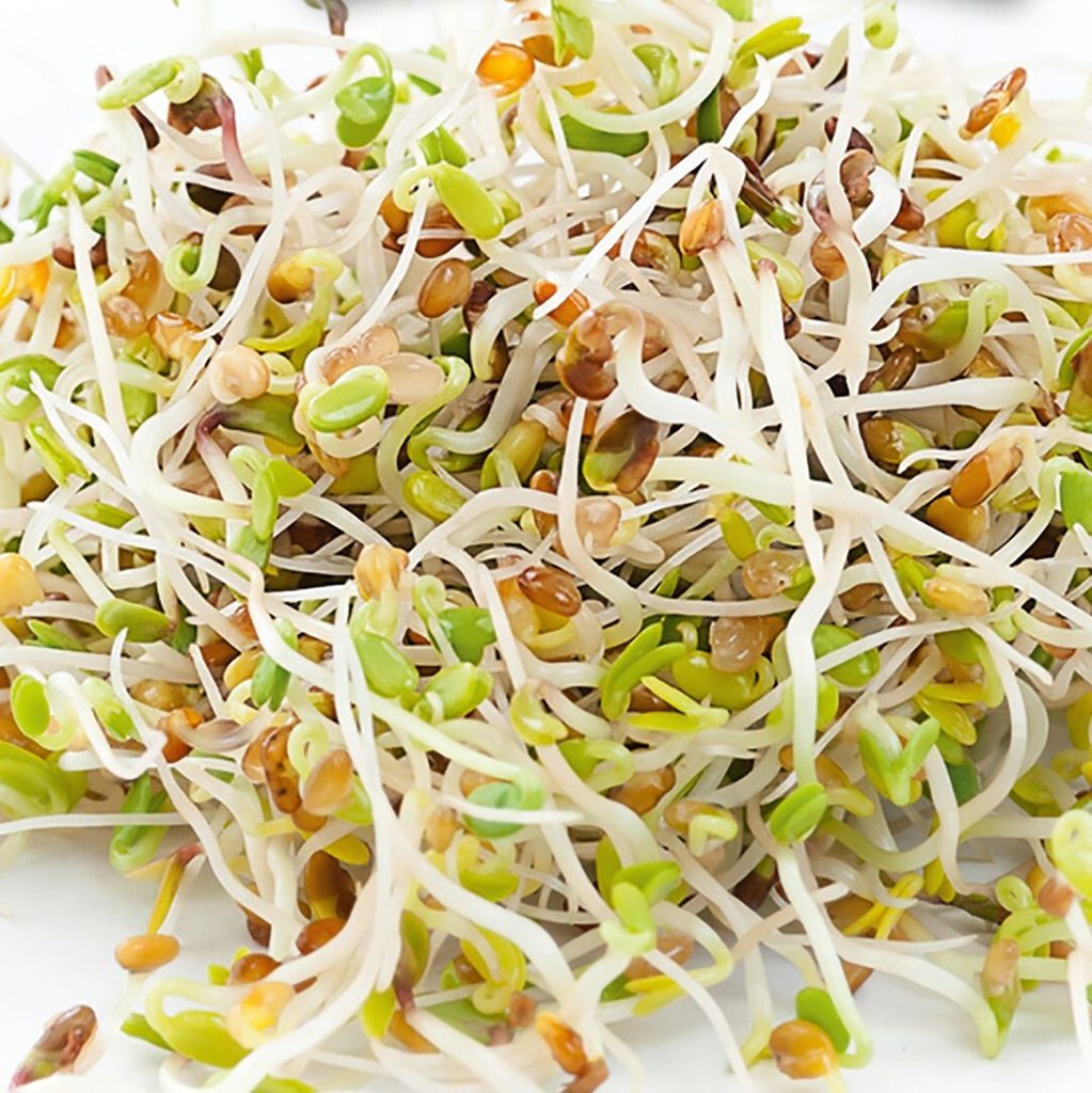 HARRY HERBS Alfalfa Microgreens Nachfüll Set | Keimsprossen von Gusta Garden