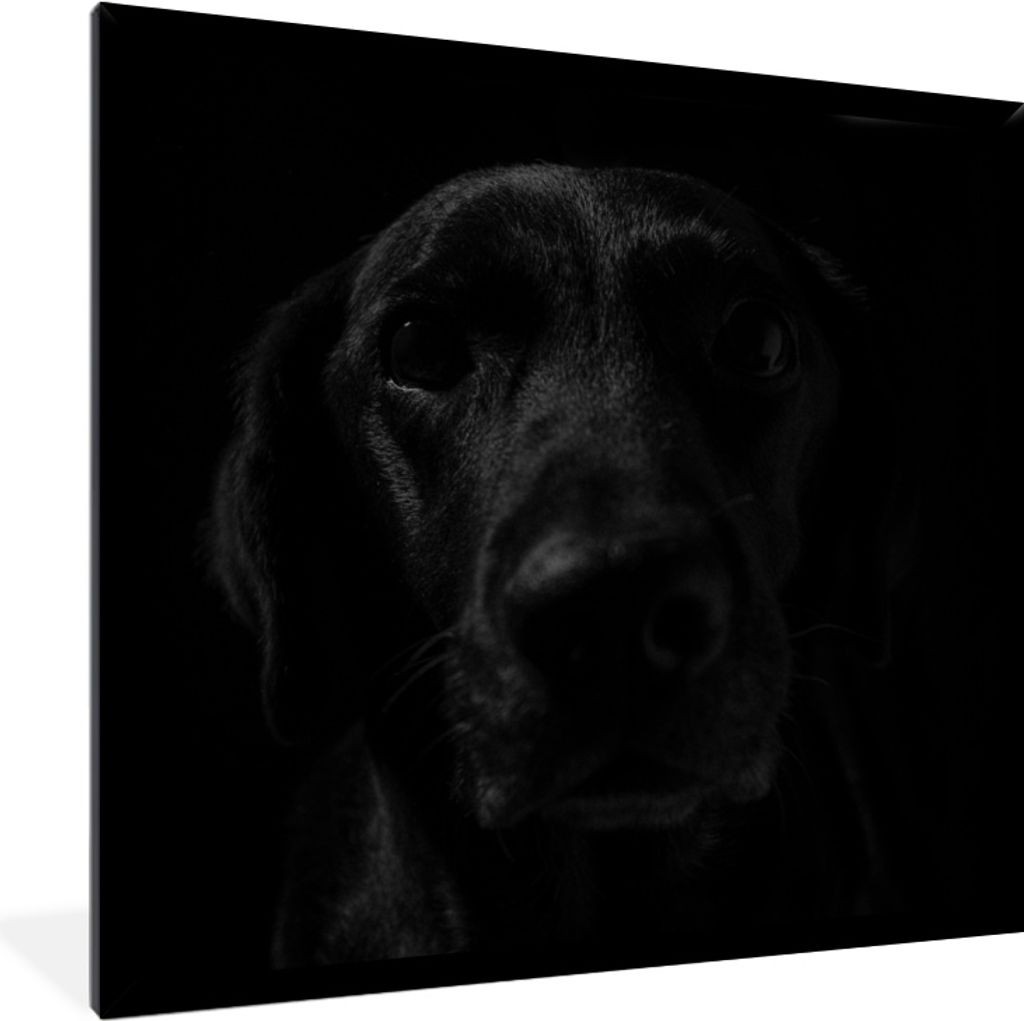 MuchoWow MuchoWow Gerahmtes Poster Hund - Schwarz - Labrador 40x40 cm - Poster mit zchwarzem Bilderrahmen - Mit Rahmen - Wanddekoration Schlafz...