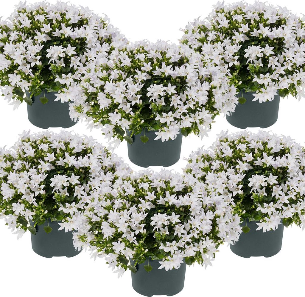 6er-Set - Campanula Ambella White - Glockenblume - Produktbild 