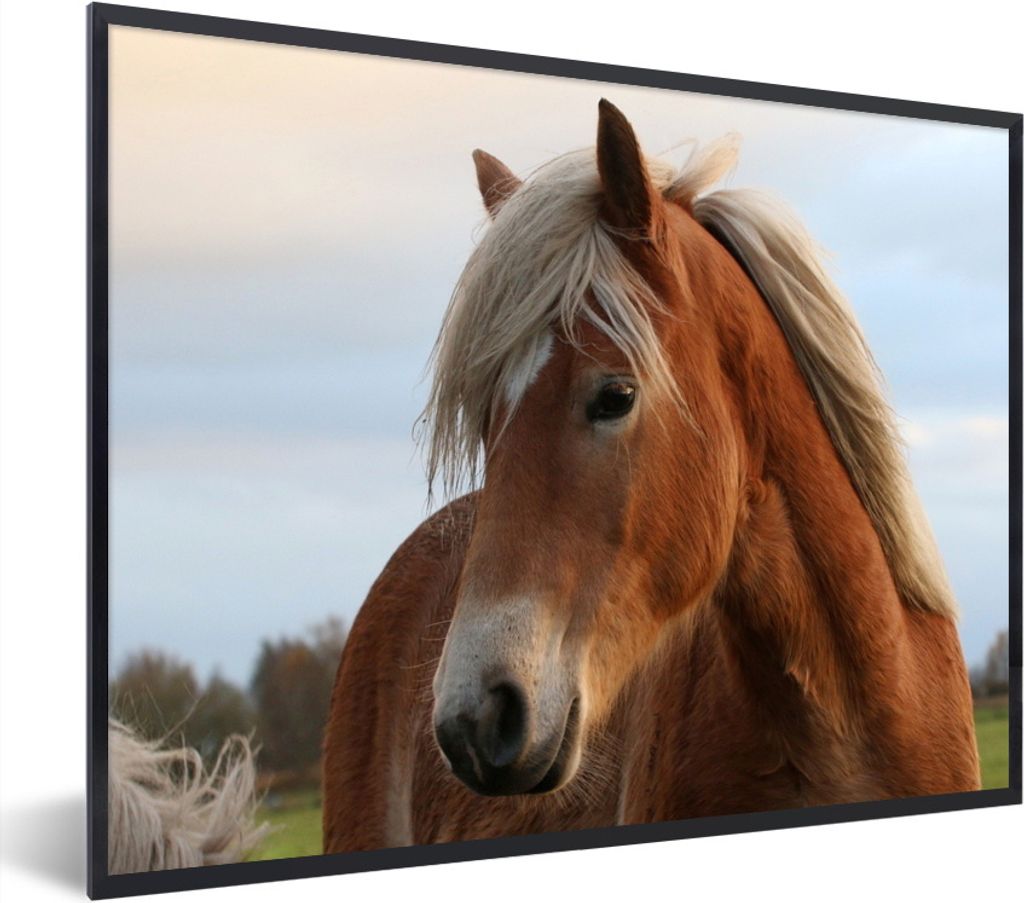 MuchoWow Gerahmtes Poster Haflinger Pferd auf der Wiese 40x30 cm - Poster mit Schwarzem Bilderrahmen Wandposter Rahmen Foto Bilder - Kunstposter ...