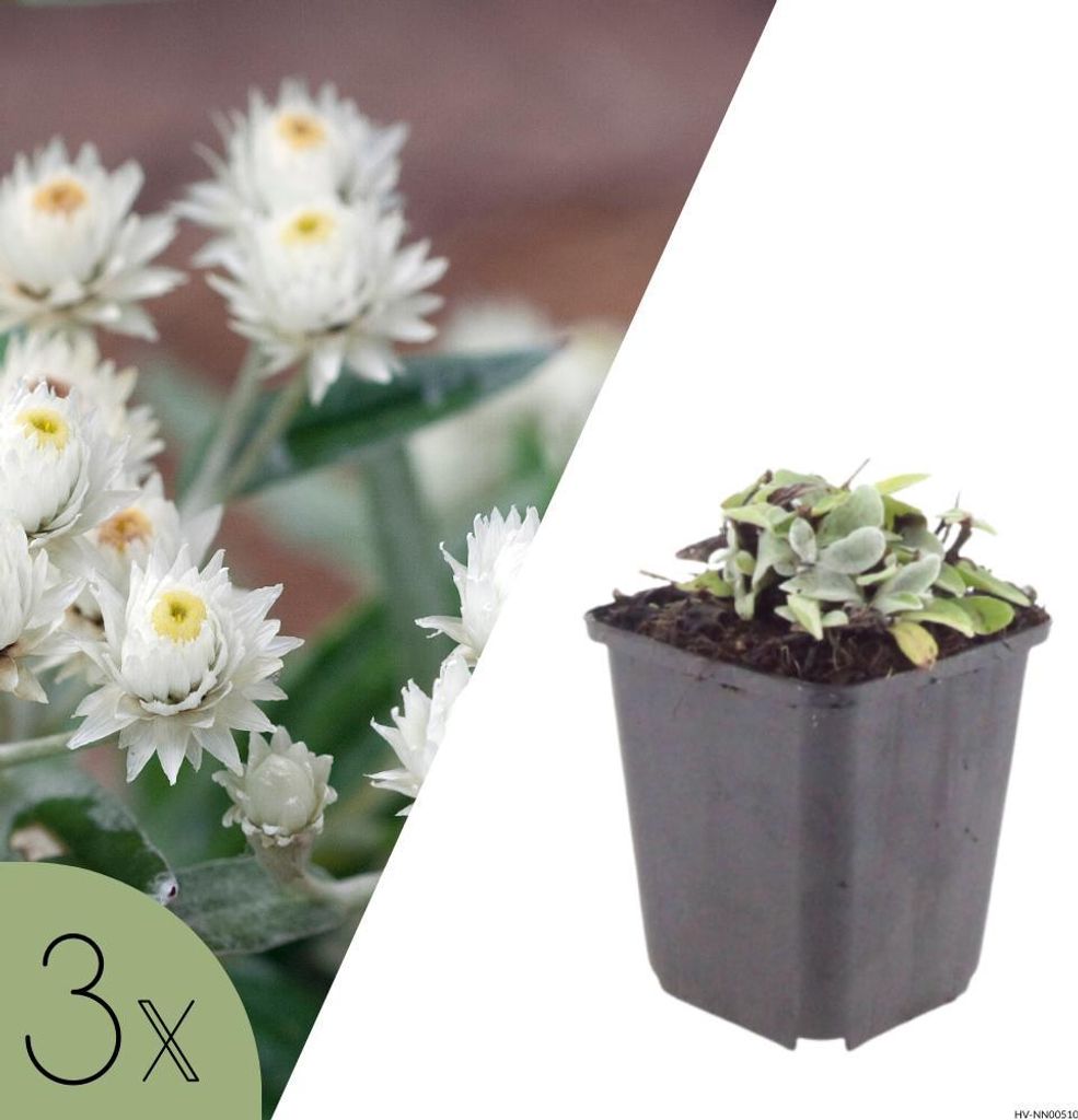 Perlmutt-Strohblume, Set mit 3 Pflanzen, Anaphalis triplinervis, winterharte Stauden für sonnige Beete