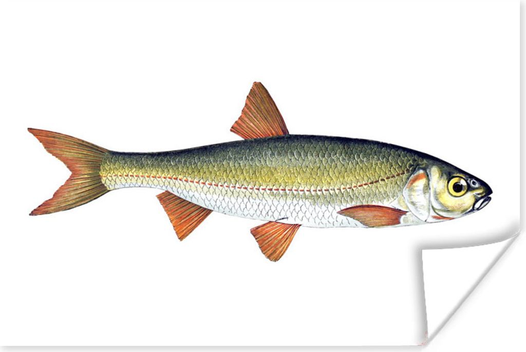 MuchoWow Poster Realismus - Fisch - Karpfen 30x20 cm - Plakate - Print