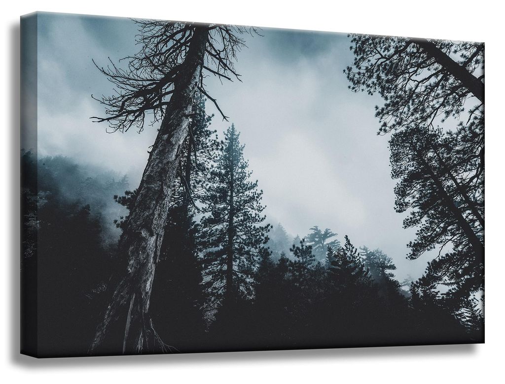 Leinwanddruck Natur Baumkronen 60x40 cm
