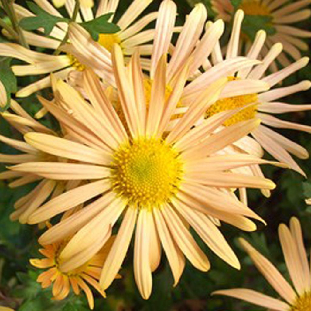 6 ks skorých zimných astier - Chrysanthemum 'Mary Stoker' | Obrázok produktu 
