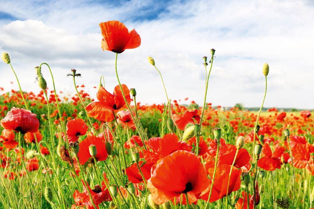Fototapete - Red Poppies 375x250cm - Vliestapete