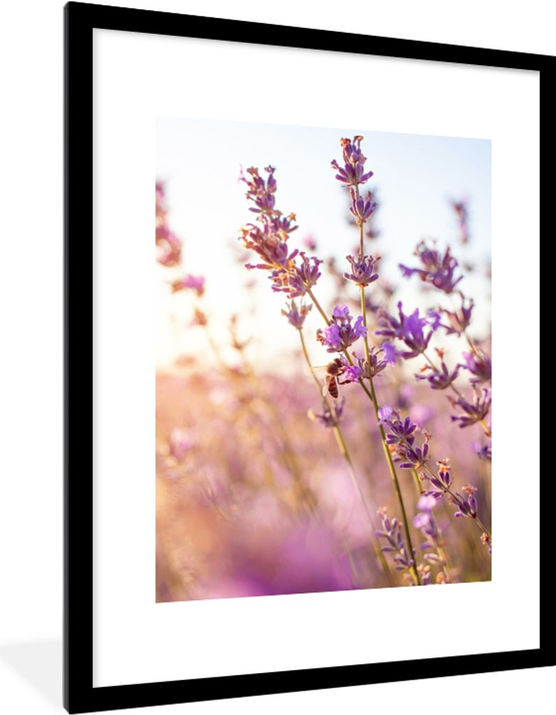 MuchoWow Gerahmtes Poster Lavendel - Nahaufnahme - Sonne - Blumen - Lila 60x80 cm - Poster mit Schwarzem Bilderrahmen Wandposter Rahmen Foto Bild...