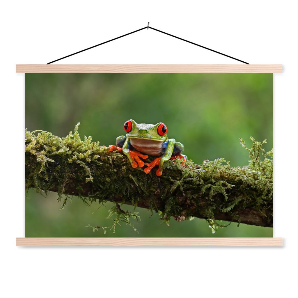 MuchoWow Textilposter Rotäugiger Quecksilberfrosch auf bewachsenem Ast 60x40 cm mit holzfarbenen Rahmen - Bilder