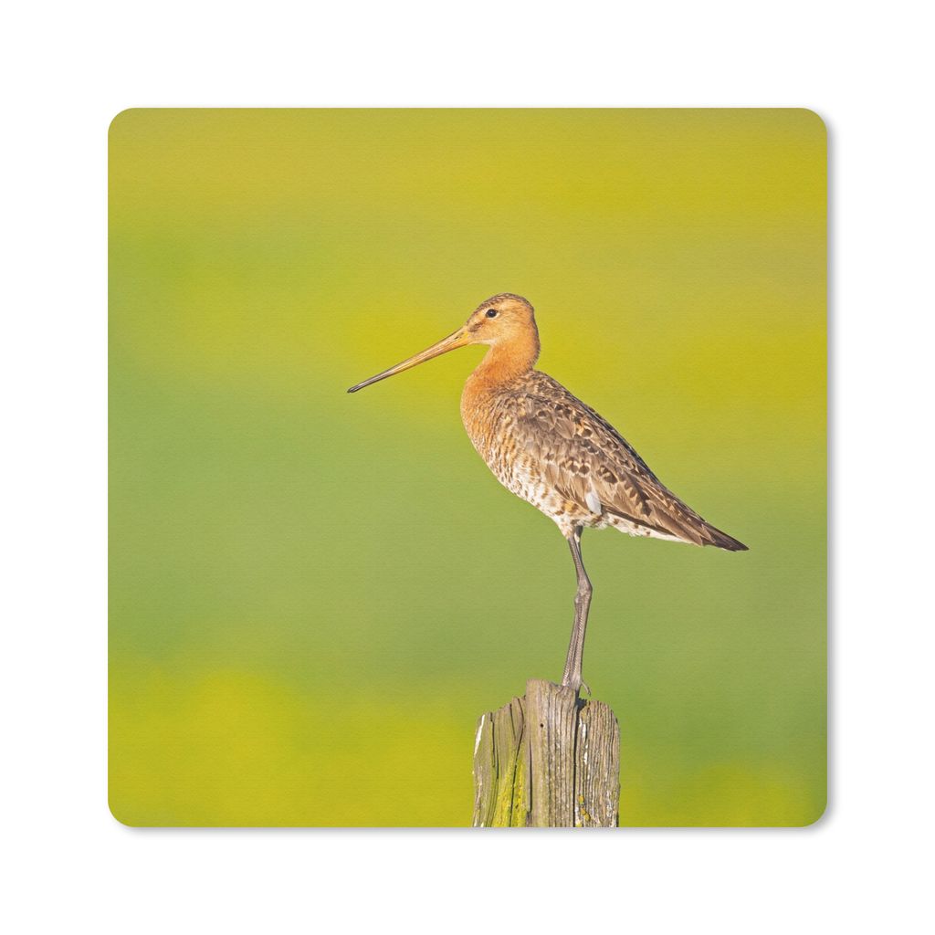 MuchoWow Mauspad Mousepad Vogel - Tiere - Uferschnepfe - Pfahl - Grün 30x30 cm - Mousepads - Maus Mat - Pad - Mausunterlage - Gaming