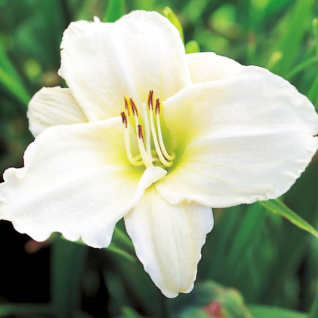 Taglilie Hemerocallis Staude Rhizom pflegeleicht Taglilie White Temptation 1 St.