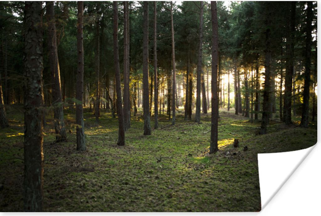 MuchoWow Poster Baum - Sonne - Gras 30x20 cm - Plakate - Print