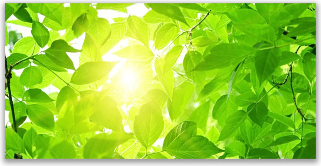 Tulup Leinwand-Bilder 120x60 Wandbild Canvas Kunstdruck Blätter Pflanzen