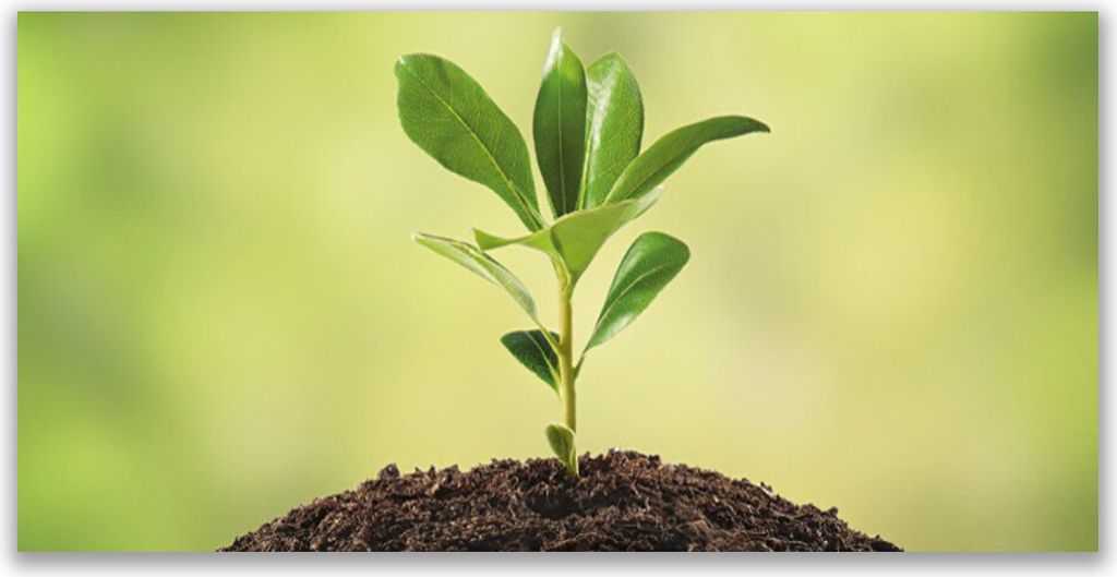 Tulup Leinwand-Bilder 140x70 Wandbild Canvas Kunstdruck Gewächs Pflanzen