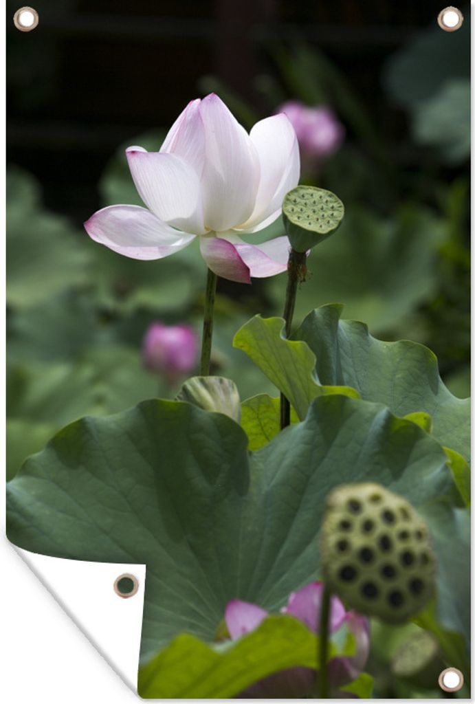 MuchoWow 60x90 cm Outdoor-Poster Gartendeko Sichtschutz Garten Poster für den Garten Weißer Lotos zwischen anderen Blumen