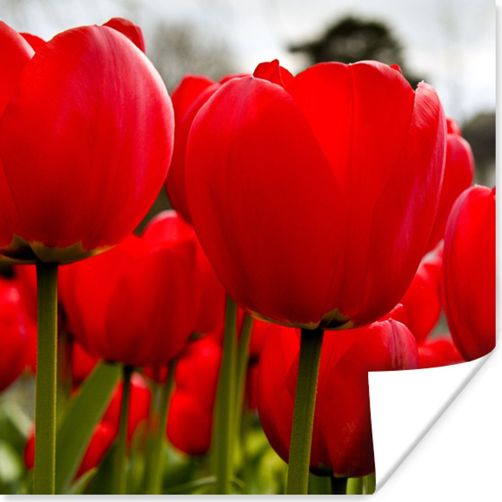 MuchoWow Poster Nahaufnahme von roten Tulpen 30x30 cm - Wandposter - Printing
