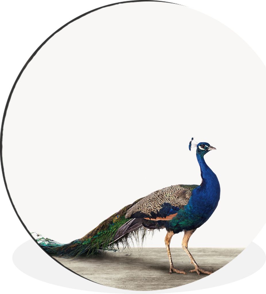 MuchoWow Aluminium Wandkreis Tiere - Pfau - Weiß Ø 30 cm Wanddeko Modern Wohnzimmer - Wand Bild - Wohnzimmer - Runde Bilder - Alubilder - Kunst...