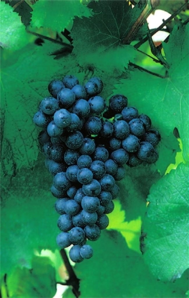 Vitis vinifera Paradiestraube Weinrebe große blaue Beeren veredelt & Neuaustrieb