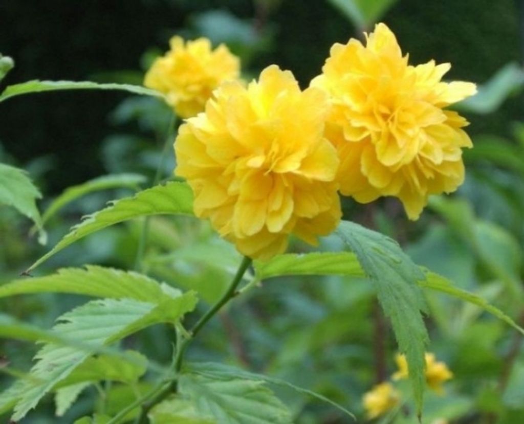 Ranunkelstrauch Pleniflora - Goldröschen - Kerria japonica Pleniflora (40 - 60)