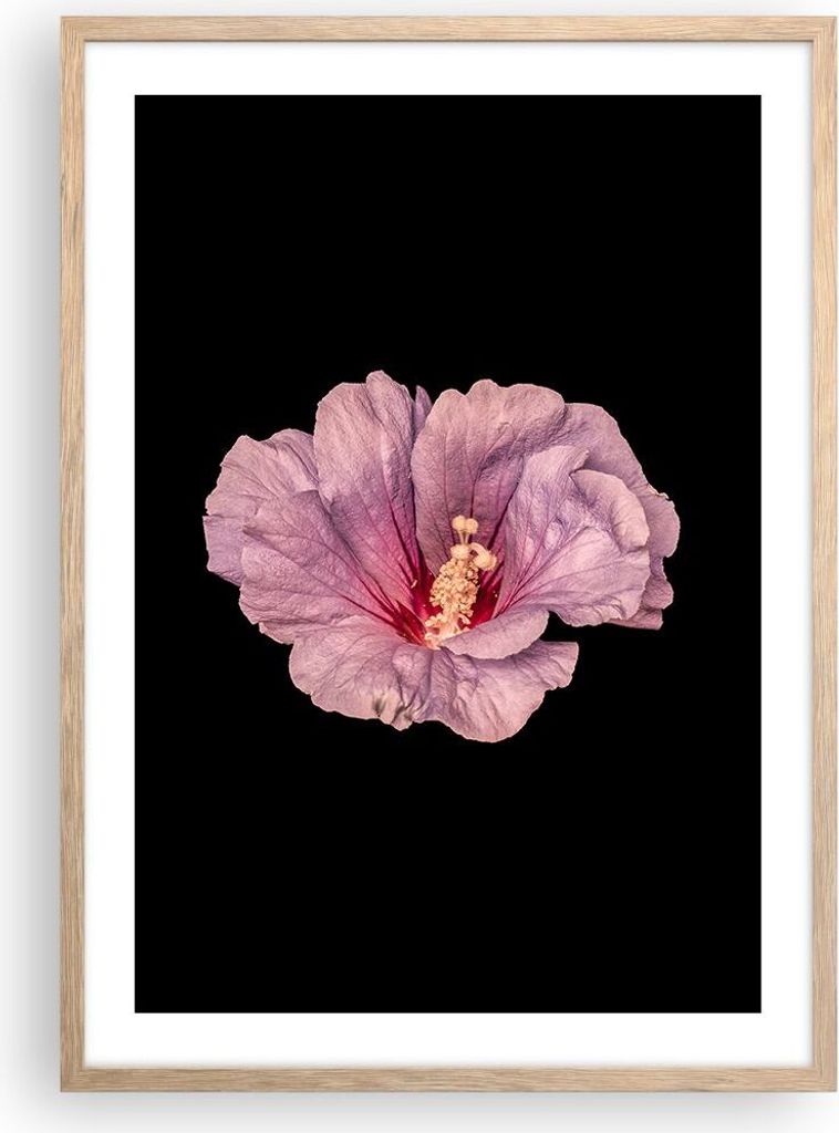 Gerahmtes Poster - Rahmen in heller Eiche - Hibiskus Blume Rosa - 50x70 cm - Wand Bild - Wanddeko - Wandbilder - Kunstposter - Wandposter - Bilderr...