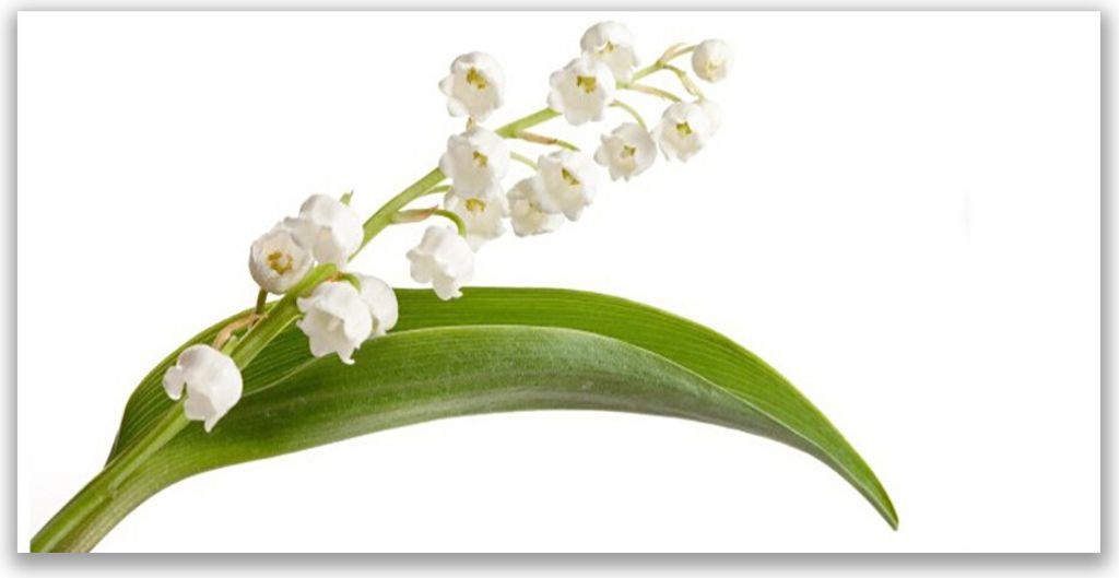 Tulup Leinwand-Bilder 120x60 Wandbild Canvas Kunstdruck Blumen Pflanzen