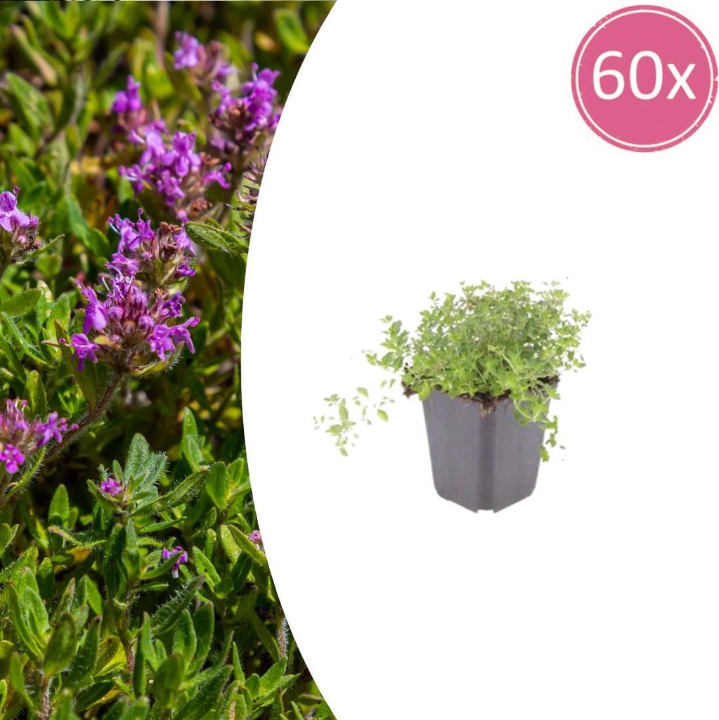 Thymus serpyllum | 60 Stück - 10-25cm - Ø9cm - Gartenpflanze