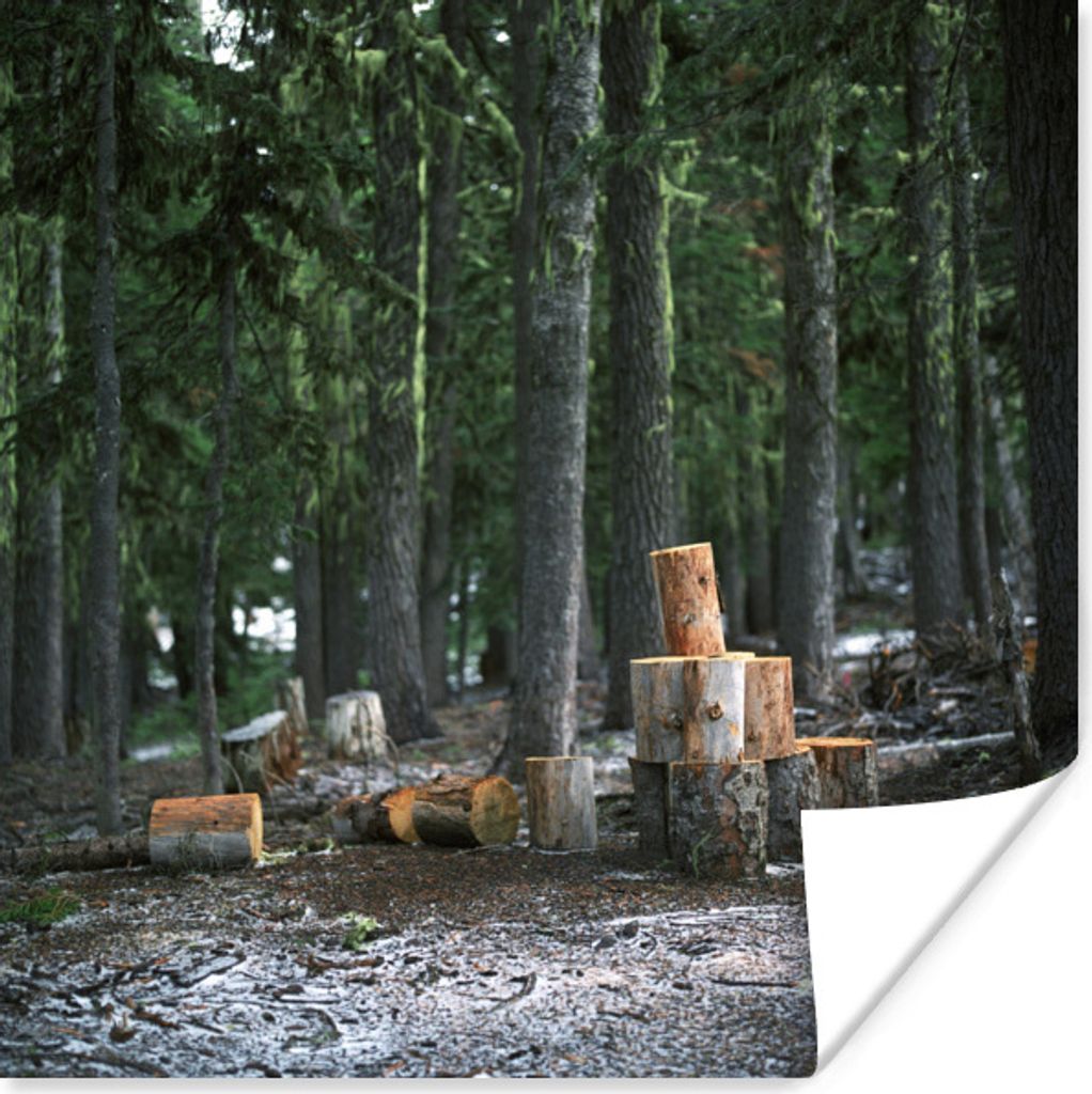 MuchoWow Poster Mehrere kürzlich gefällte Baumstämme in einem Wald 75x75 cm - Wand Dekoration