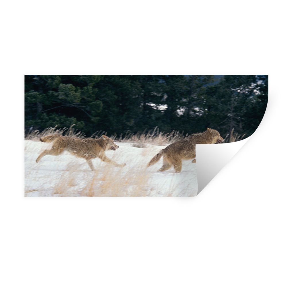 MuchoWow Wandtattoo Wandsticker Wandaufkleber Wolf - Baum - Tiere 80x40 cm Selbstklebend und Repositionierbar - Aufkleber