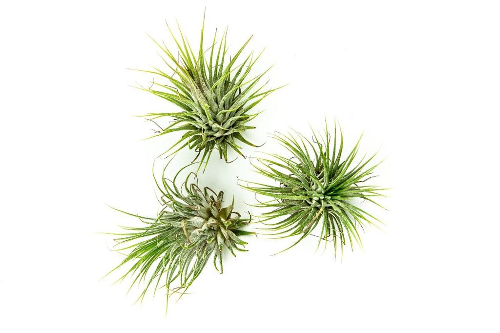 Gardners Tillandsia ionantha green Obrázek produktu 