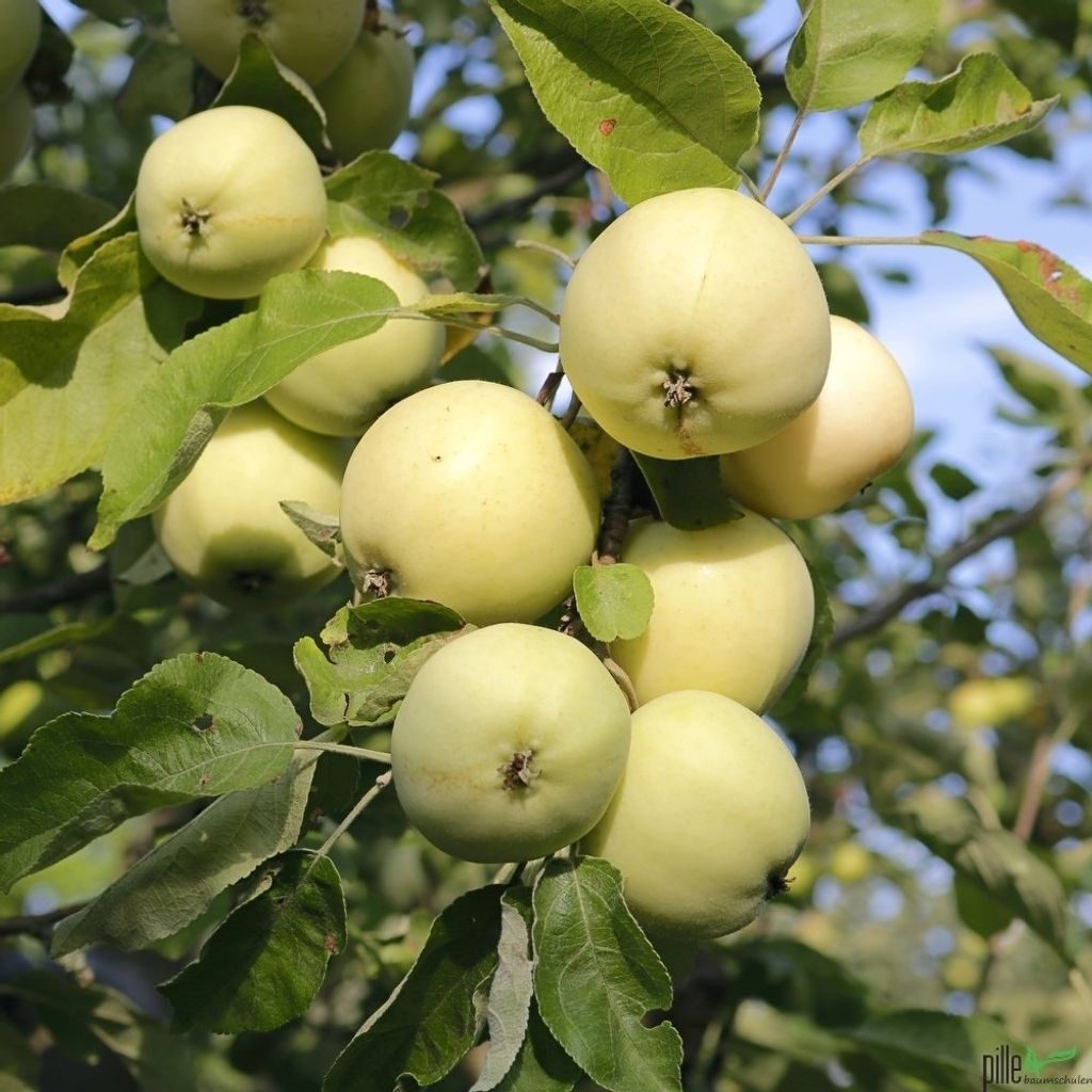 A close-up view of several light-colored apples hanging from a tree branch, surrounded by green leaves.
