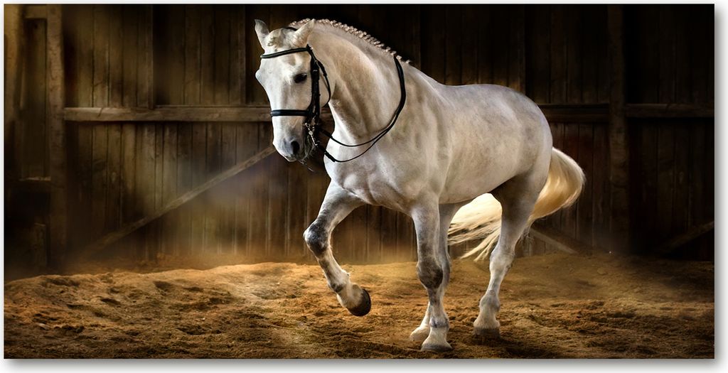 Tulup Leinwandbild - 140x70 cm - Wandkunst - Drucke auf Leinwand - Leinwanddruck - Tiere - Weiß - Schimmel im Stall