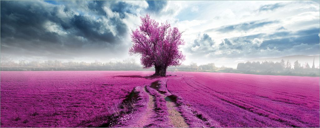 Wallario Poster - Surreales Blumenfeld lila Blumen auf dem Feld, Kunstdruck Größe: 80 x 200 cm