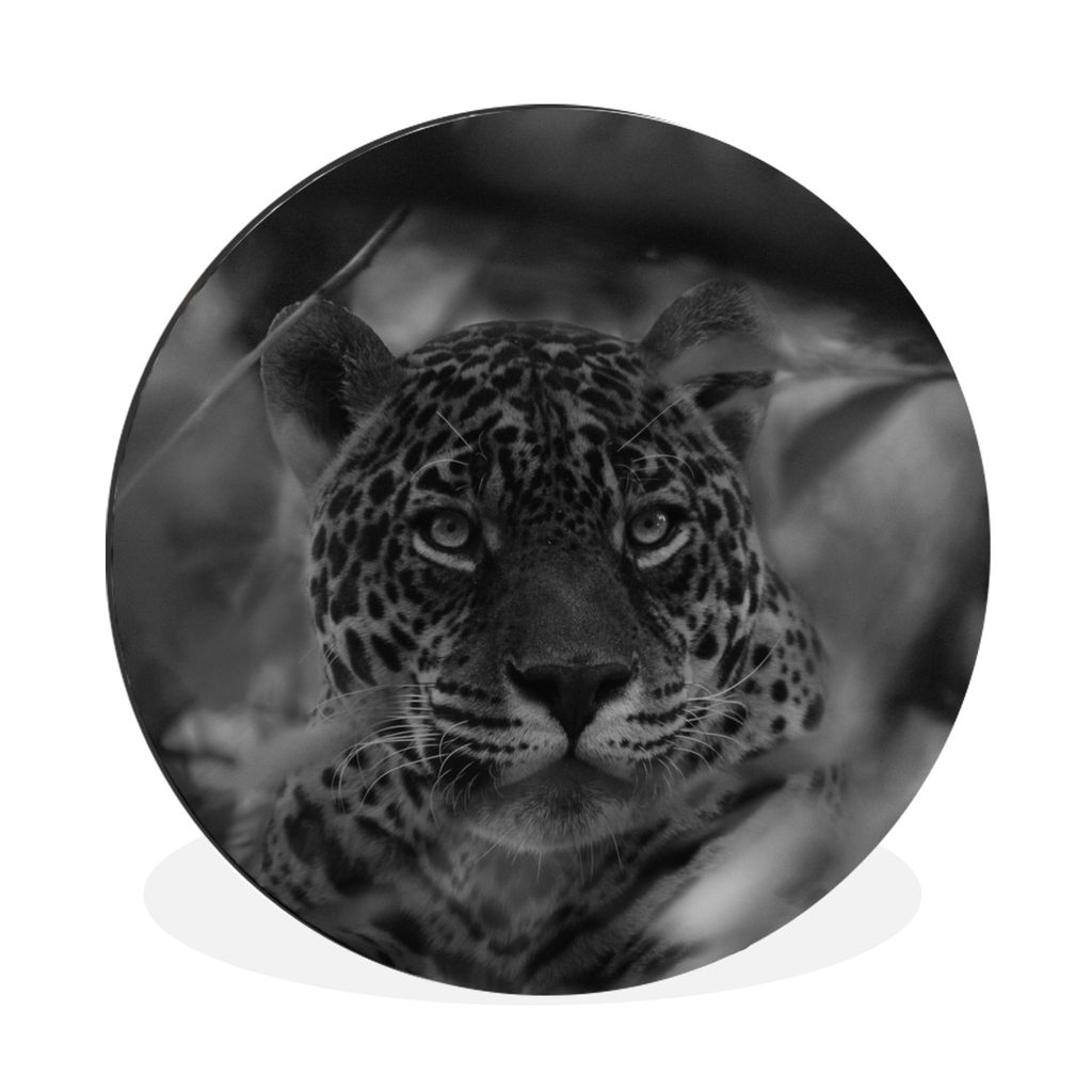 MuchoWow Aluminium Wandkreis Bolivien - Jaguar - Schwarz - Weiß Ø 30 cm Wanddeko Modern Wohnzimmer - Wand Bild - Wohnzimmer - Runde Bilder - Al...