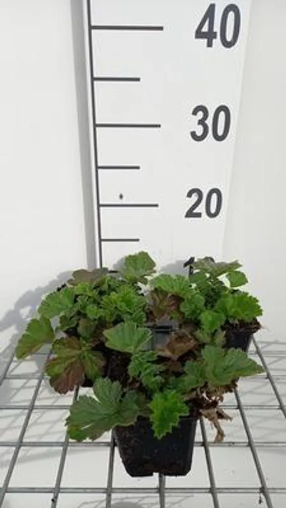 Jardin sans entretien : 6 Geum Totally Tangerine vivaces et robustes