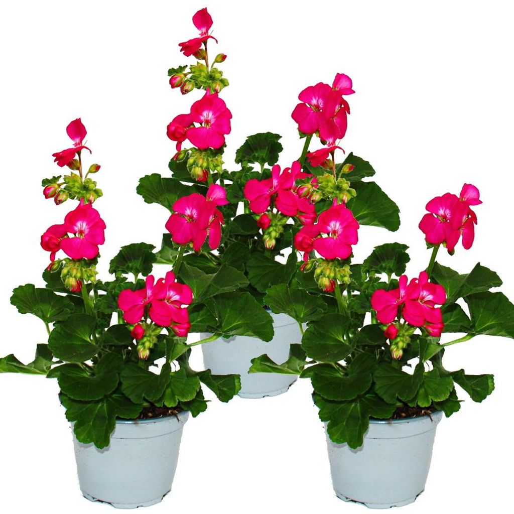 Pelargonio eretto - Pelargonium zonale - vaso da 12 cm - Immagine del prodotto 