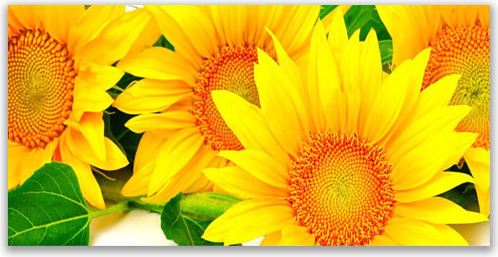 Glasbilder 140x70 Wandbild Druck auf Glas Sonnenblumen Pflanzen