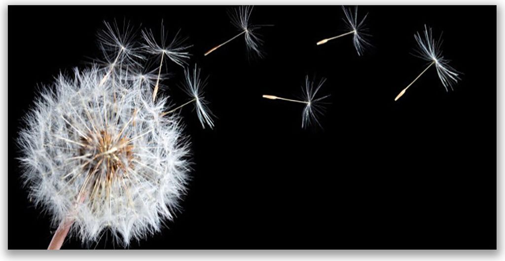 Glasbilder 140x70 Wandbild Druck auf Glas Pusteblume Pflanzen