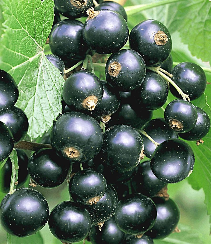 BALDUR Garten 1x Johannisbeere 'Schwarze Titania', Pflanze Produktbild 