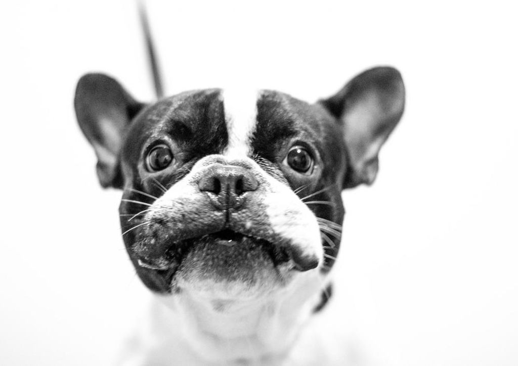 hansepuzzle 30575 - Französische bulldogge Puzzle, 260 Teile, Tierwelt, 41,0 x 28,0cm mit hochwertiger Aufbewahrung, Kartonbox & Beutel