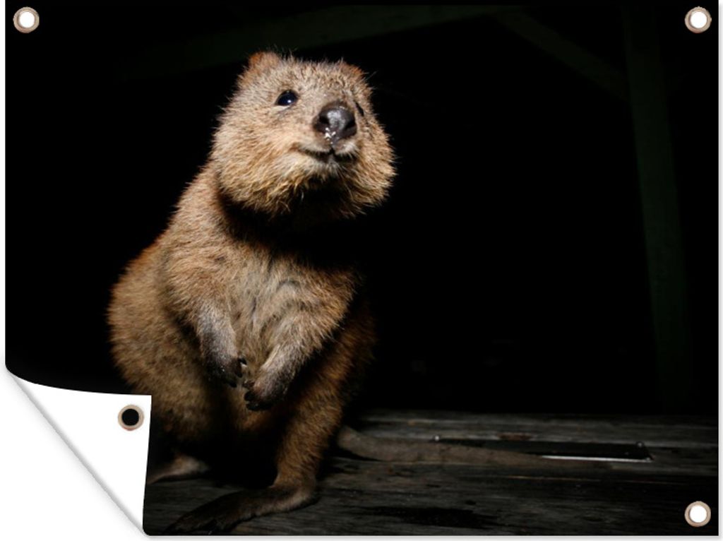 MuchoWow 80x60 cm Outdoor-Poster Gartendeko Sichtschutz Garten Poster für den Garten Brauner Quokka