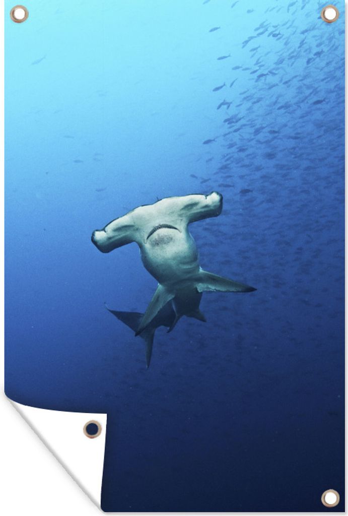 MuchoWow 60x90 cm Outdoor-Poster Gartendeko Sichtschutz Garten Poster für den Garten Ein Hammerhai mit einem Fischschwarm in einem klaren Ozean