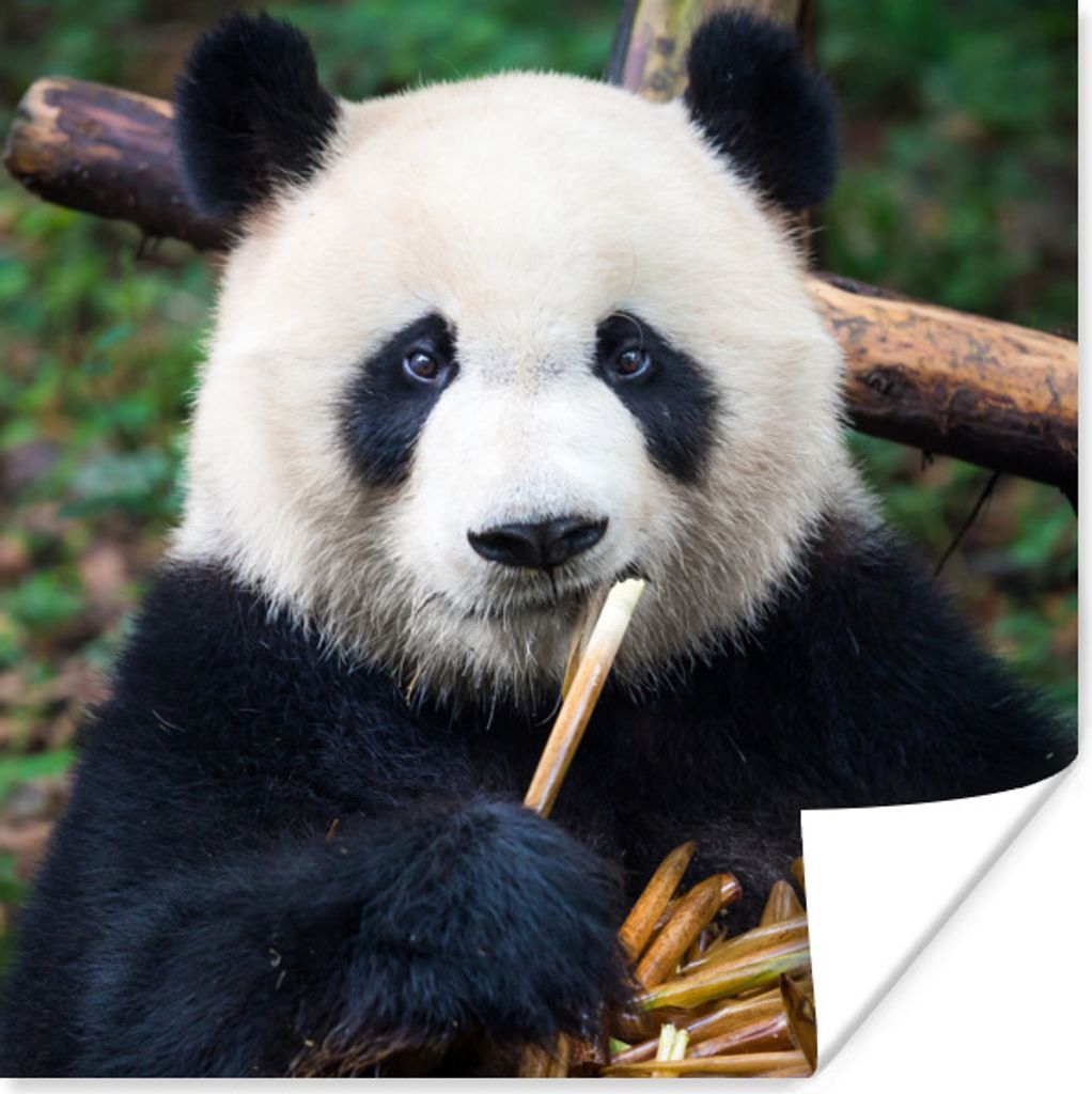 MuchoWow Poster Panda - Bambus - Natur 50x50 cm - Wohnzimmerdekoration