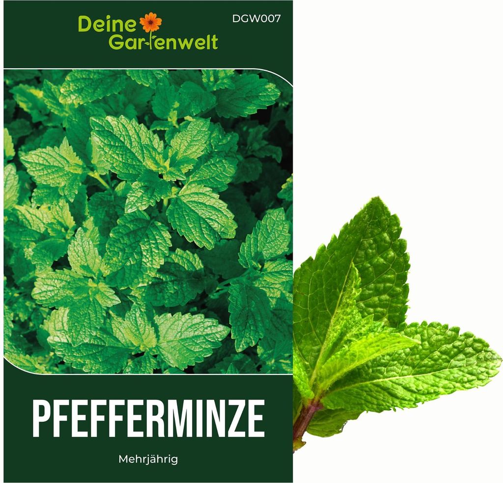 Pfefferminze Mehrjährig Samen - Mentha piperita - Produktbild 