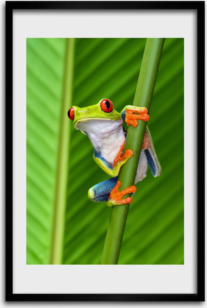 Bild - Bilderrahmen - 40 cm x 60 cm - MDF - Rahmen - Wandkunst - Laubfrosch