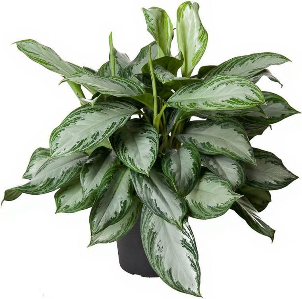 Aglaonema Silver Bay - Kolbenfaden - 34 cm Topf, 100 cm Höhe