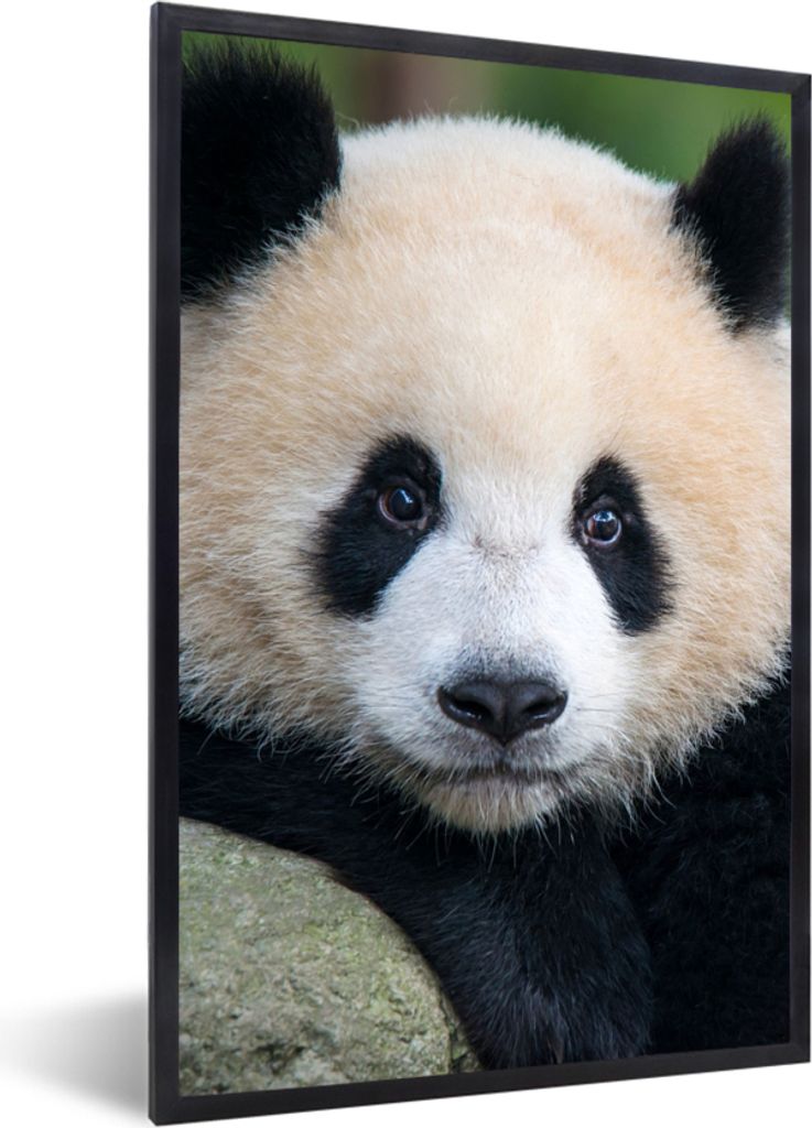 MuchoWow Gerahmtes Poster Panda - Wildtiere - Porträt - Stein 40x60 cm - Poster mit Schwarzem Bilderrahmen Wandposter Rahmen Foto Bilder - Papie...