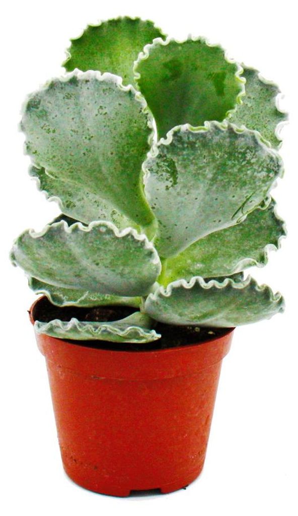 Cotyledon undulata - Silberkrone - Muschel-Sukkulente - im Produktbild 